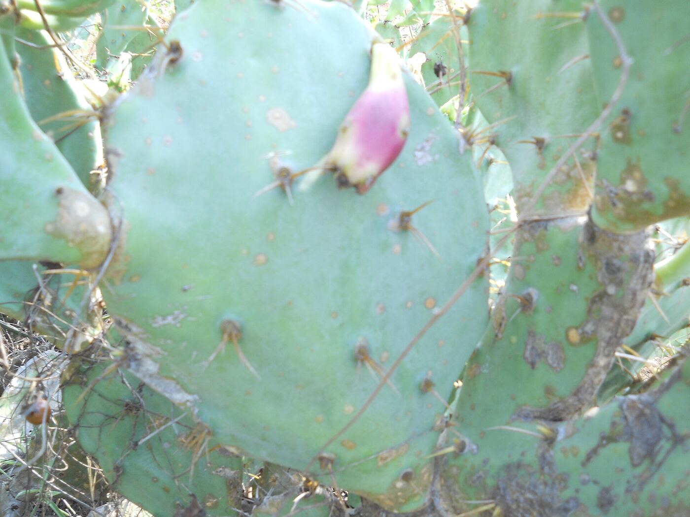 Flat green pads (cladodes) of Opuntia ficus-indica