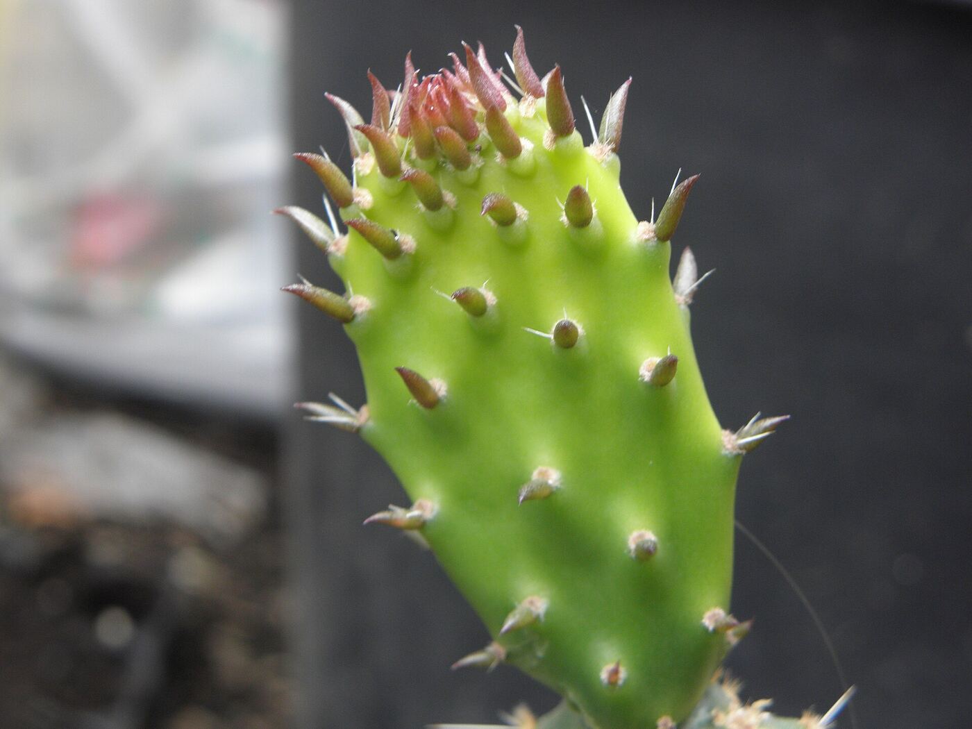 Young prickly pear cactus pad with spines