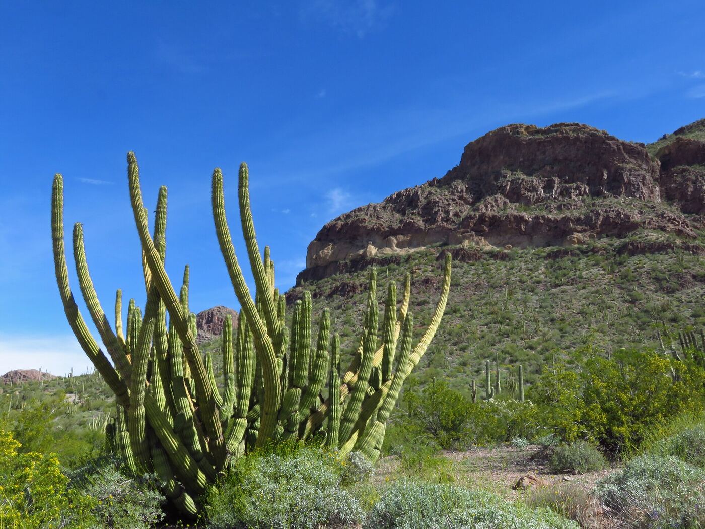 Organ pipe cactus in the Arizona desert