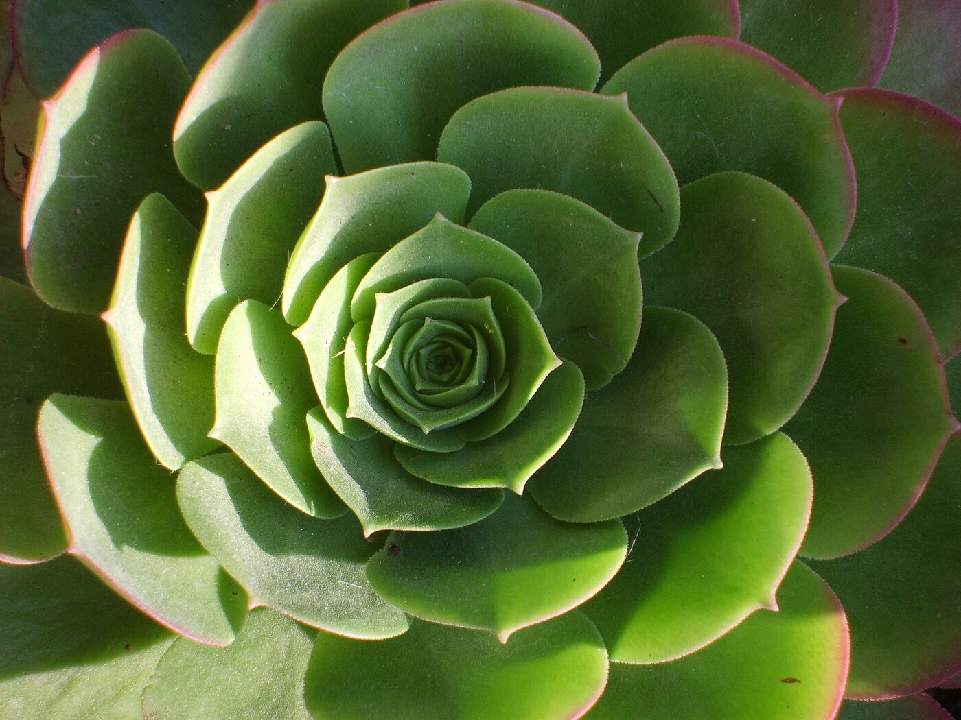 Rosette-shaped succulent in a garden