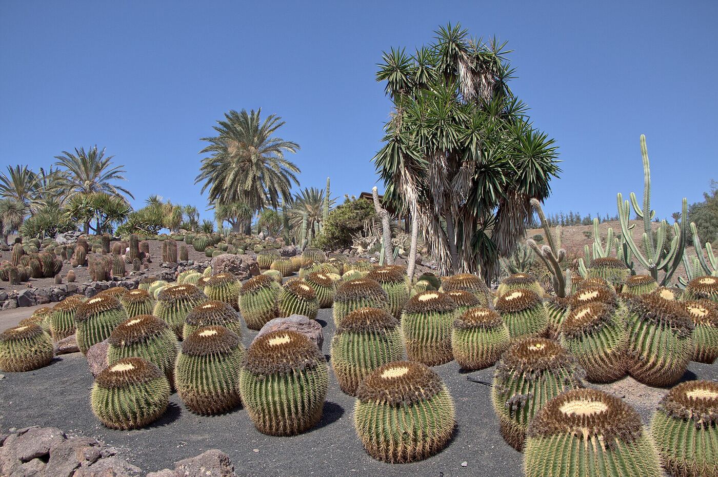 Golden barrel cacti in a cactus garden