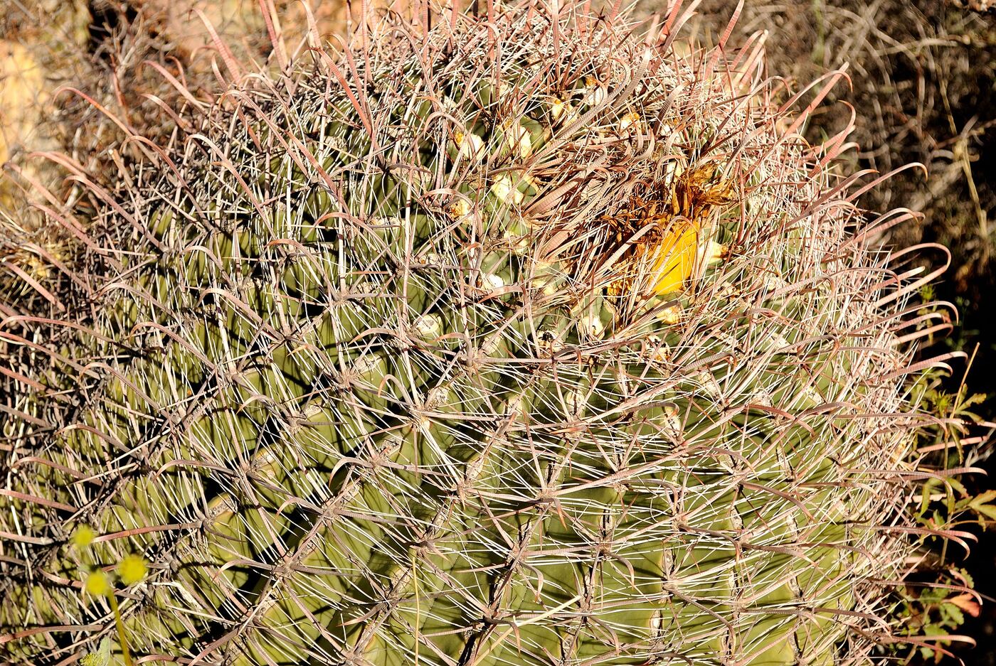 Close-up of a round cactus covered in spines