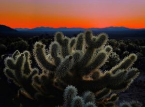 How to Use Cactus Gel After Chemical Peels