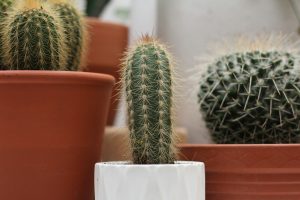 Cactus Gel for Healing Tattooed Skin