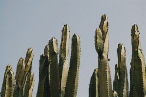 Cactus Gel in Cold Weather Skincare