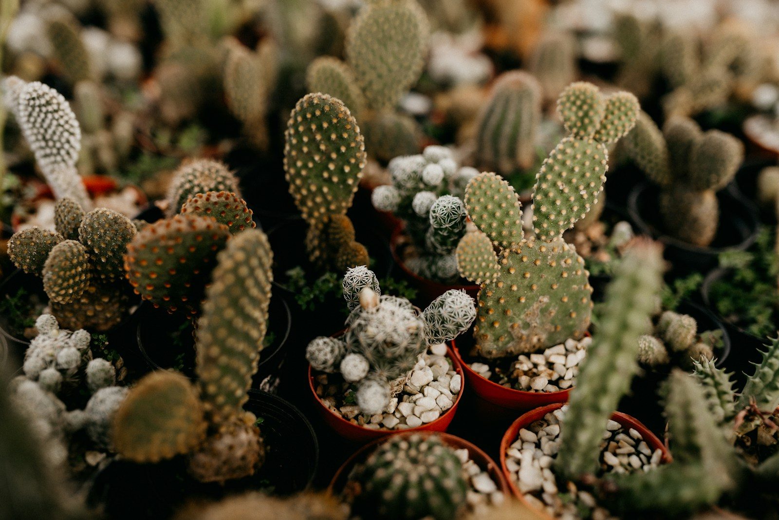 green cactus plant in red pot