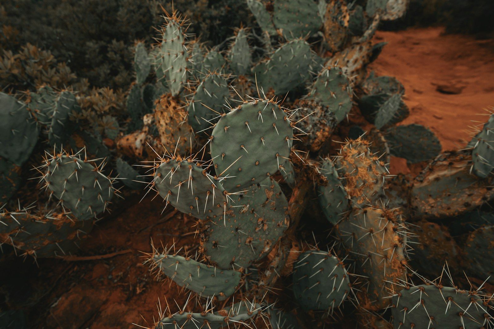 green cactus