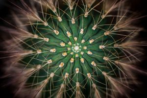 Why Cactus Gel is More Than Just a Beauty Trend