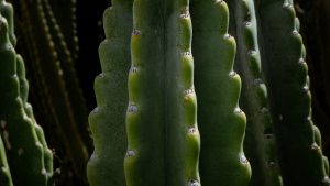 How to Make a Cooling Spray with Cactus Gel