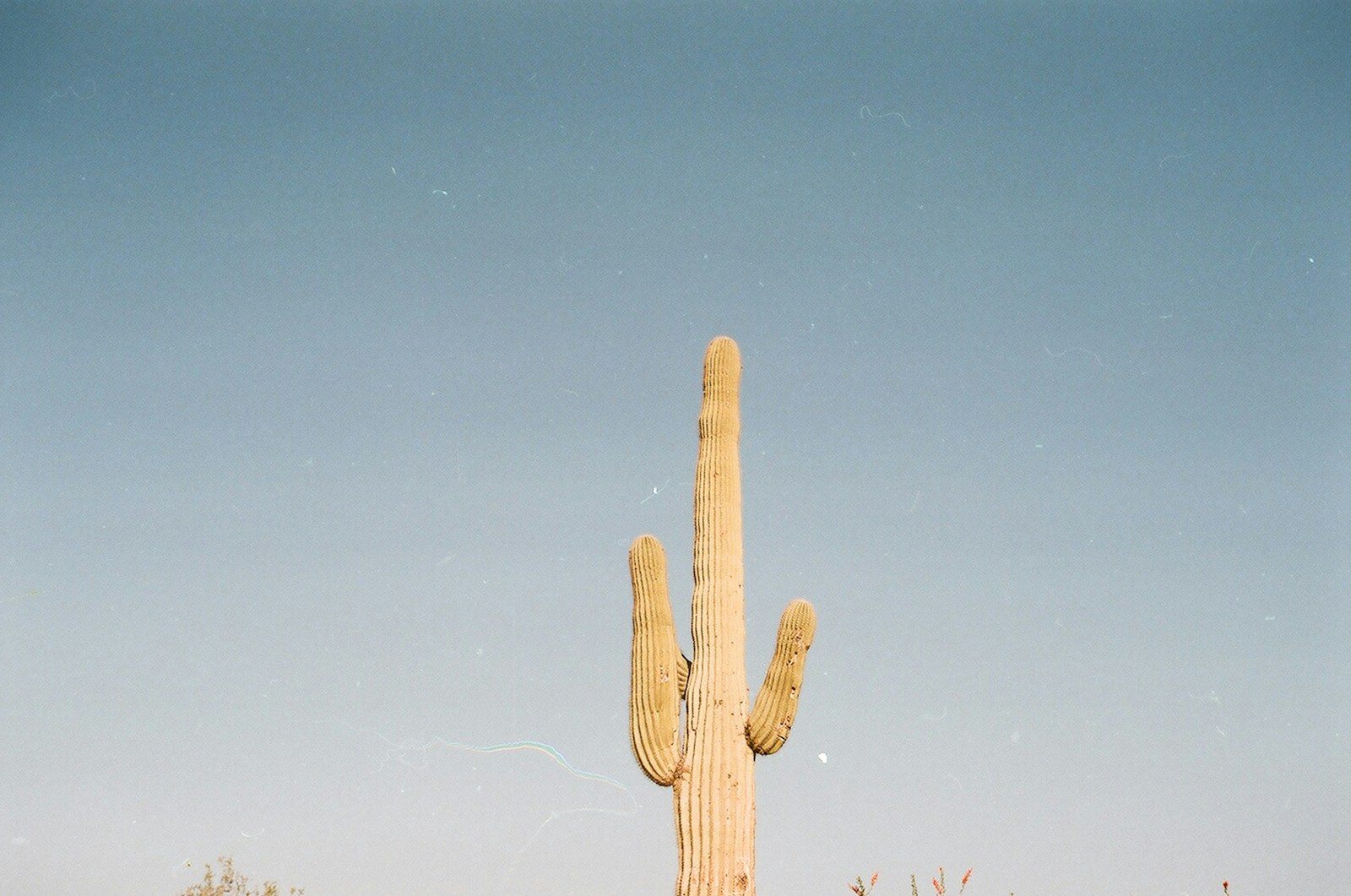 a large cactus in the middle of a field