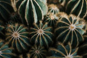 How to Teach Kids About the Benefits of Cactus Gel
