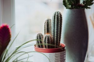 Why Hydration Matters and How Cactus Gel Delivers