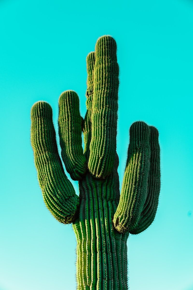 Find the best cactus gel green cactus