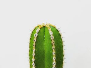 How to Combine Cactus Gel with Clay Masks