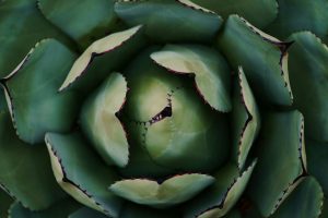 Cactus Gel as a Sustainable Alternative to Some Skincare Ingredients