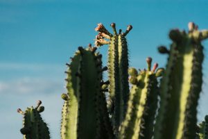 How to Make Cactus Gel Infused Bath Soaks