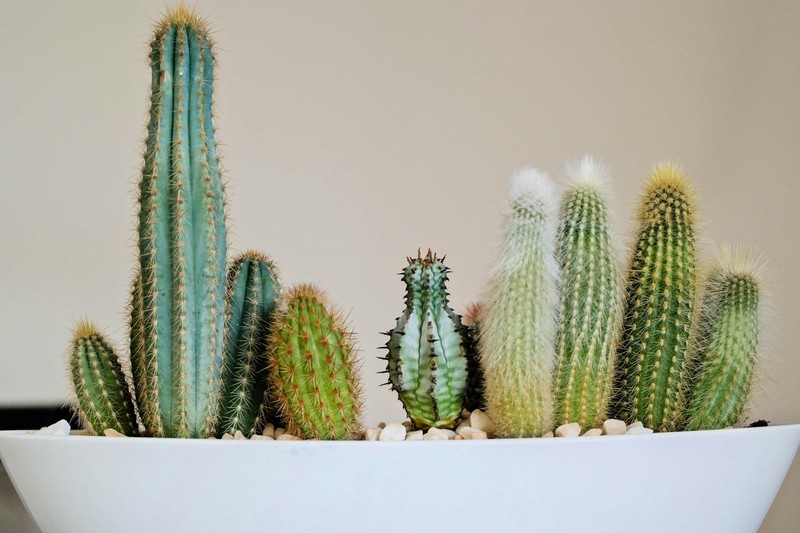 green cactus plat