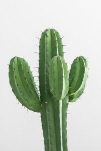 How to Use Cactus Gel as a Refreshing Midday Mist