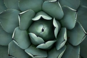 The Role of Desert Adaptations in Cactus Gel Potency
