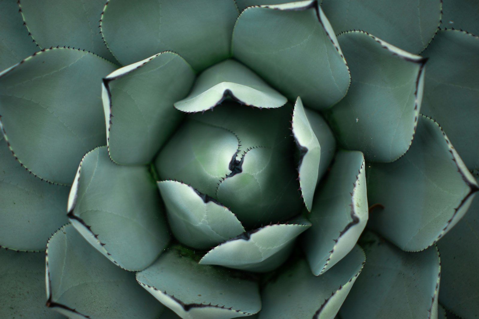 a close up view of a green flower, cactusgel