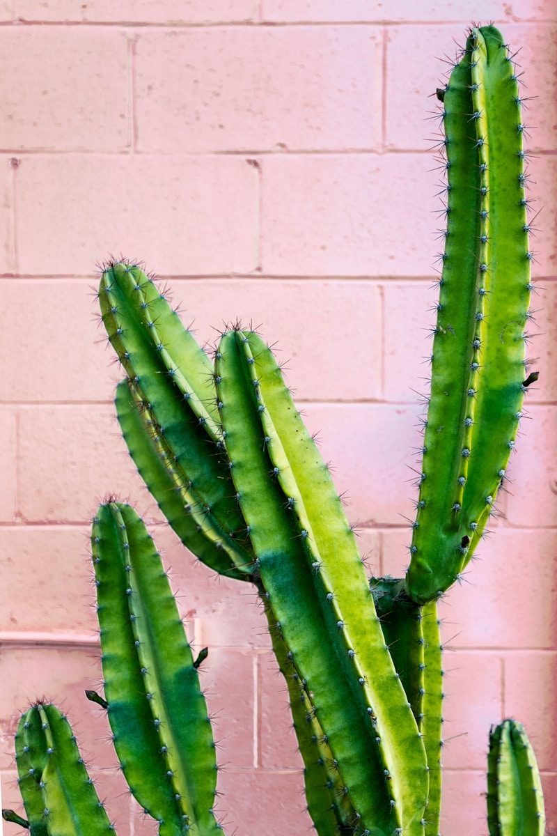 Find the best cactus gel green cactus plant