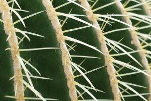 The Global Demand for Desert Plant Extracts